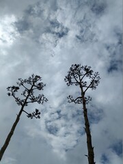Dos Arboles en un cielo nublado