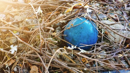 The blue ball was dropped in the branch pile.