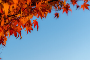 もみじと青空
