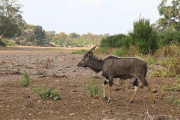 Nyala / Nyala / Tragelaphus angasii.