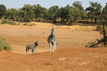 Steppenzebra / Burchell's zebra / Equus burchellii