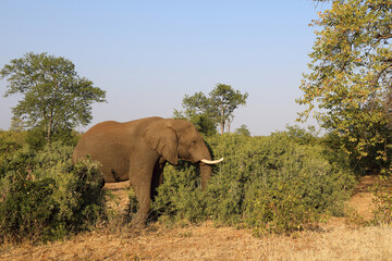 Fototapeta premium Afrikanischer Elefant / African elephant / Loxodonta africana