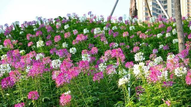 pan view of blooming Spider Flower or Cleome spinosa in a sunny day