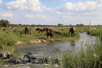 Naklejka na ściany i meble Afrikanischer Elefant am Olifants River / African elephant at Olifants River / Loxodonta africana.