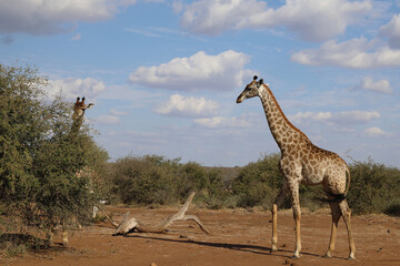 Giraffe / Giraffe / Giraffa Camelopardalis