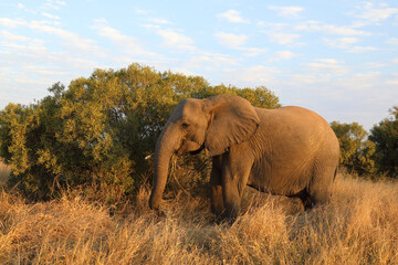 Obraz premium Afrikanischer Elefant / African elephant / Loxodonta africana