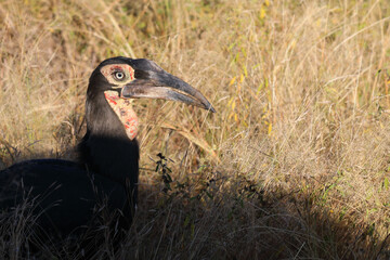Kaffernhornrabe / Southern Ground Hornbill / Bucorvus leadbeateri