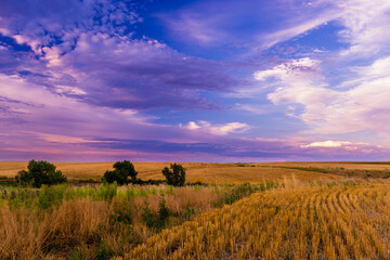 Fototapeta premium Sunset field view after harvest near Denver 
