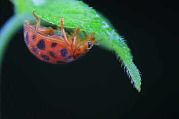 Ladybirds live on weeds in the North China Plain