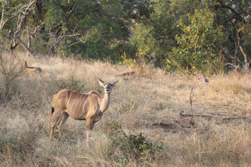 Großer Kudu / Greater Kudu / Tragelaphus strepsiceros.