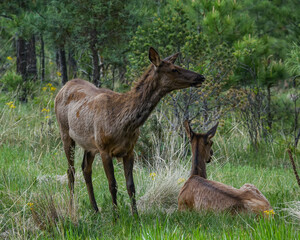Elk in the Forest