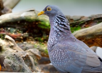 RAMERON, or OLIVE PIGEON (Columba arquatrix).  