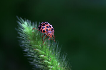 Ladybirds live on weeds in the North China Plain