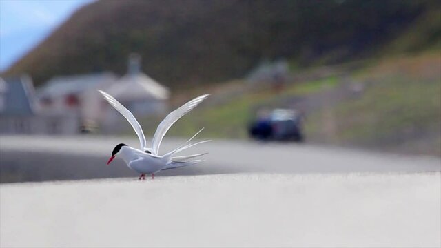 Arctic tern on the road, Spitsbergen
Close up shot Svalbard expedition in the summer 
