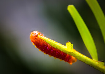 orange jelly looking caterpillar eating a twig