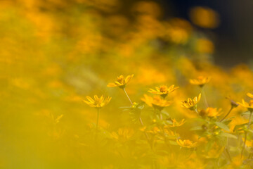 Yellow flowers in the sun