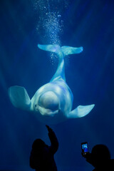 Beluga whales in captivity at an aquarium in Dalian, China © yue