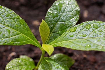 Green young leaves of young plant the teak tree