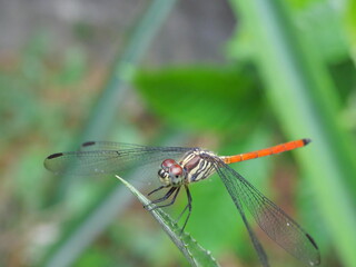 Asiatic Blood Tail dragonfly (Lathrecista asiatica asiatica) with big red eye on plant leaf with natural green background, Thailand