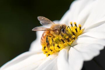 Honey bee on white cosmos flower.
