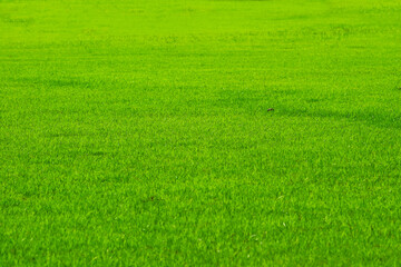 Fototapeta na wymiar golf sport nature green fresh grass in the field background