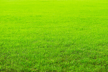 Naklejka na ściany i meble nature green grass in the garden background