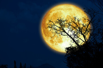 Super steur maan en silhouet droge tak boom in de donkere nachtelijke hemel