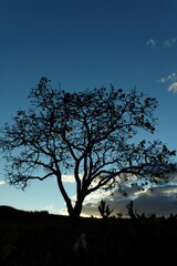 silhouette of a tree