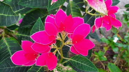 pink flower in the garden