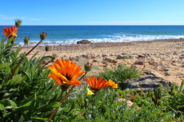 flowers on the beach in adelaide