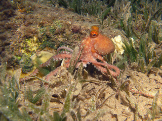 A white spotted octopus Callistoctopus macropus in the sea grass at night © Nina