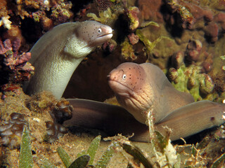 Grey moray eels being cleaned by cave cleaner shrimps