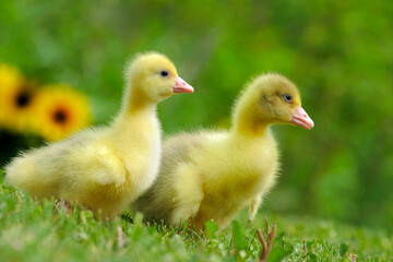 Emden Goose ducklings on the grass