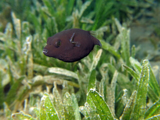 Closeup of a juvenile Masked pufferfish Arothron diadematus