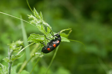Naklejka premium Ladybird on a leaf