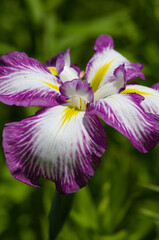 purple iris flower in the garden