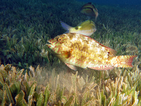 Dotted parrotfish Calotomus viridescens feeding in the seagrass meadow