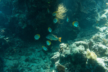 Naklejka na ściany i meble Underwater Island of Menjangan