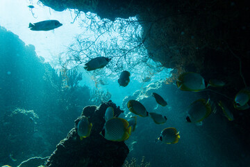 Underwater Island of Menjangan