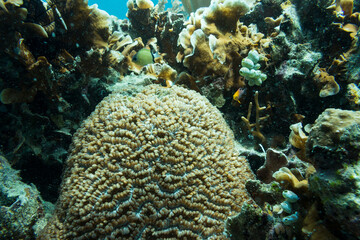 Underwater Island of Menjangan