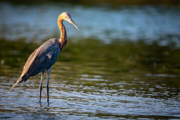 Reddish Egret