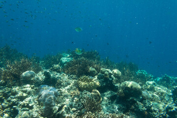 Fototapeta na wymiar Underwater Island of Menjangan