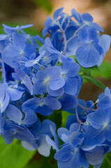 blue hydrangea