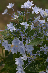 blue hydrangea in the garden