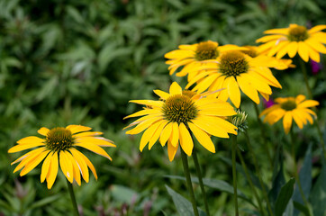 yellow dandelions in the grass