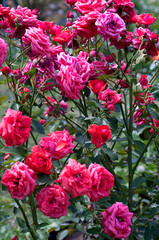 red and pink rose flowers in the garden