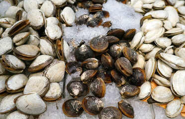 frozen clams selling in store on the ice