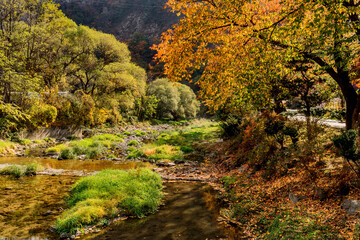 Trees in autumn colors on beside stream