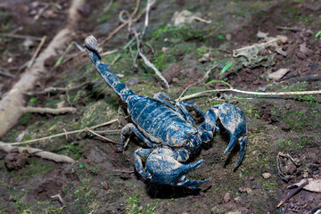 Scorpions on the ground