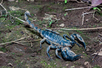 Scorpions on the ground